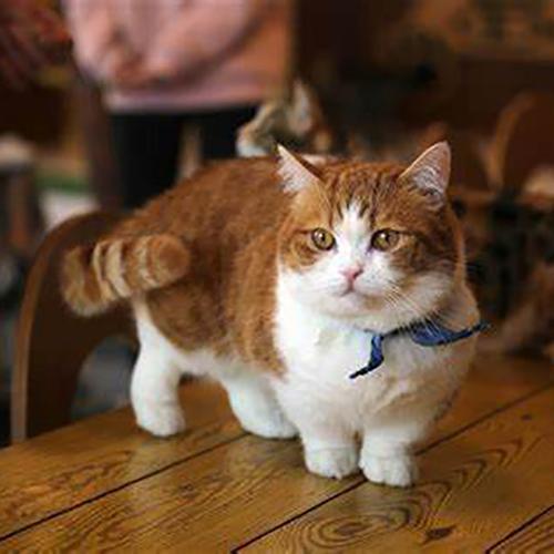 Кудрявые кошки: 10 пород, которые не похожи на других