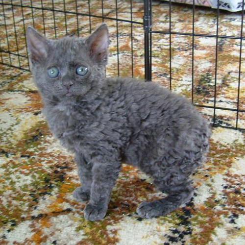 Кудрявые кошки: 10 пород, которые не похожи на других