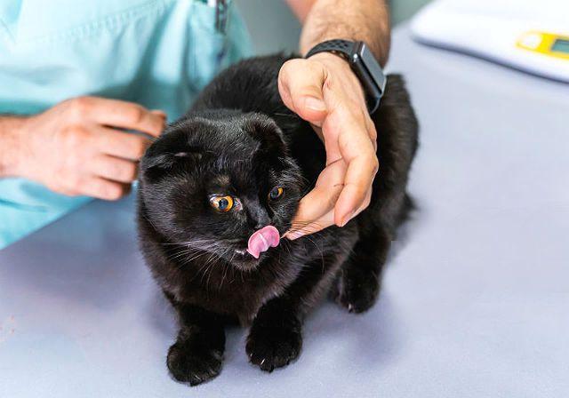 Отит шотландских вислоухих кошек