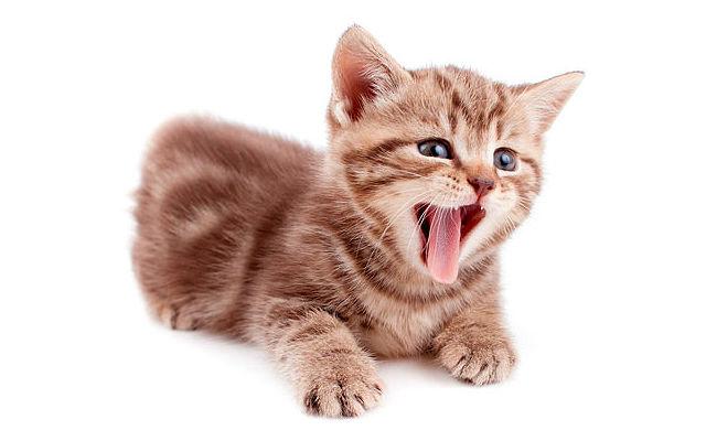 Рвота у котенка