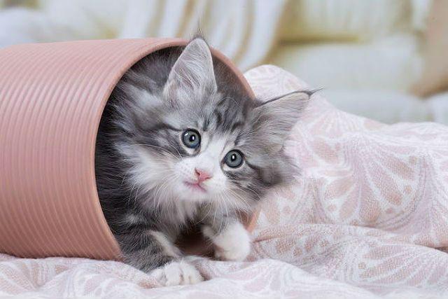 Факторы, влияющие на продолжительность жизни кошек