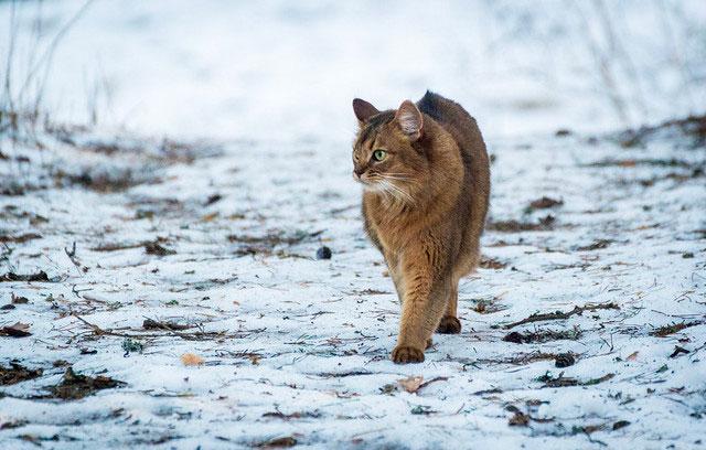Сомалийский кот