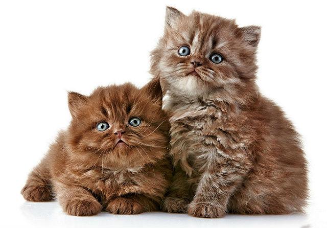 Котята шоколадного окраса